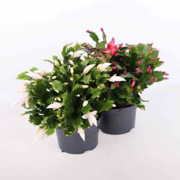 Grudnik Schlumbergera - 17 cm