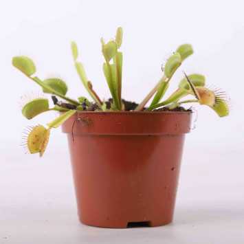 Muchówka Dionaea muscipula - 8 cm