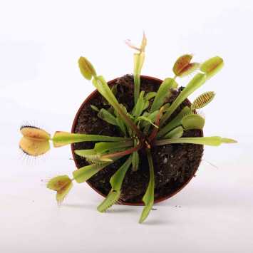 Muchówka Dionaea muscipula - 8 cm
