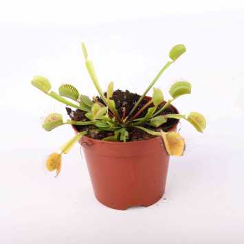Muchówka Dionaea muscipula - 8 cm