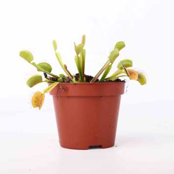 Muchówka Dionaea muscipula - 8 cm