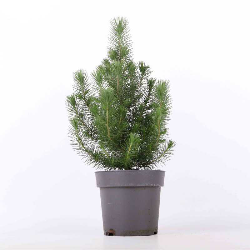 Sosna pinia (pinus silver) - 17 cm