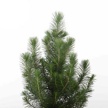 Sosna pinia (pinus silver) - 17 cm