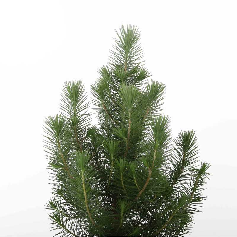 Sosna pinia (pinus silver) - 17 cm