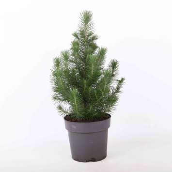 Sosna pinia (pinus silver) - 17 cm