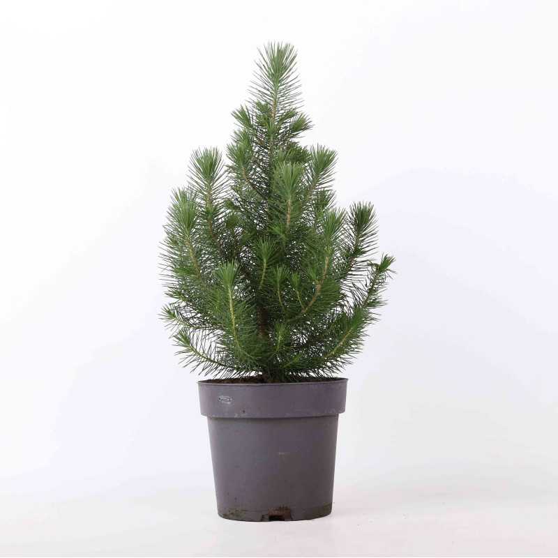 Sosna pinia (pinus silver) - 17 cm