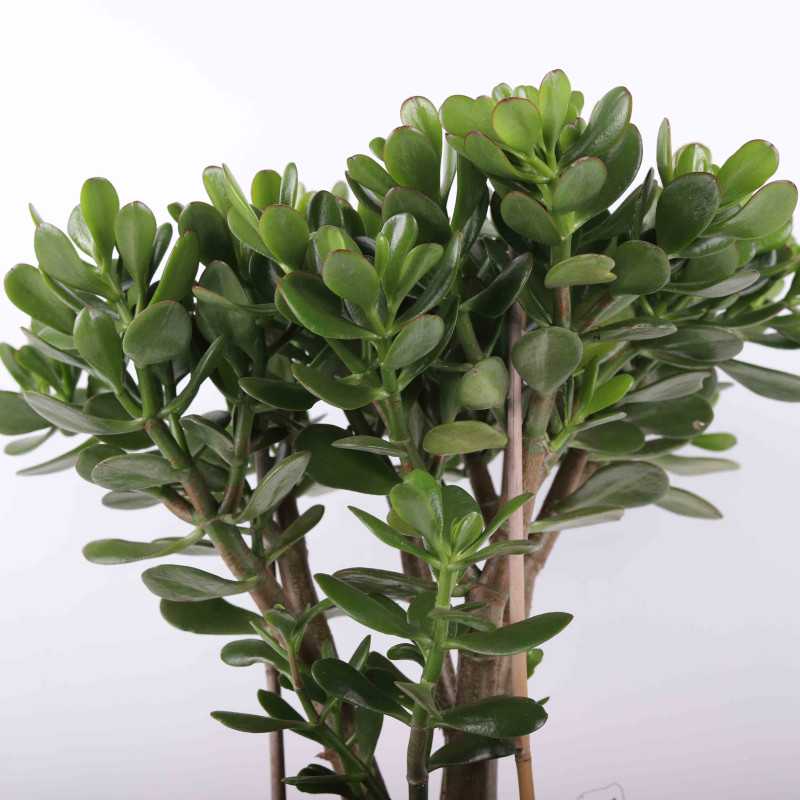 Grubosz jajowaty (Crassula ovata) - śr.donicy: 24 cm