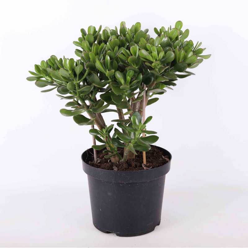 Grubosz jajowaty (Crassula ovata) - śr.donicy: 24 cm