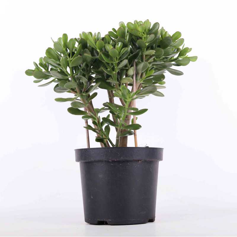 Grubosz jajowaty (Crassula ovata) - śr.donicy: 24 cm