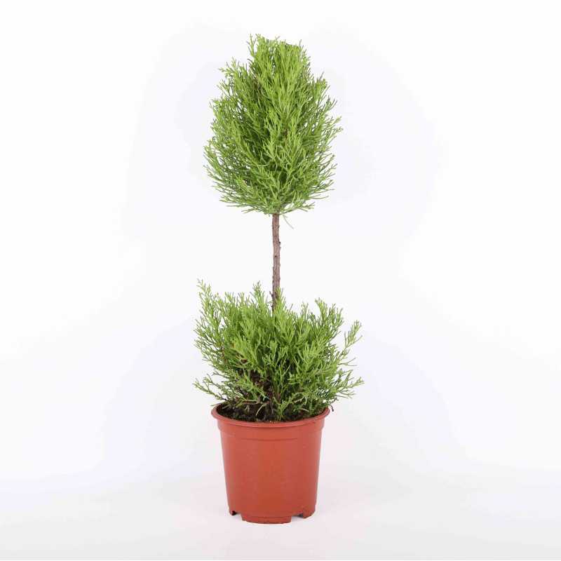 Cyprysik 'Goldcrest Wilma' DUO - 19 cm