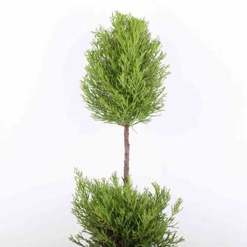 Cyprysik 'Goldcrest Wilma' DUO - 19 cm