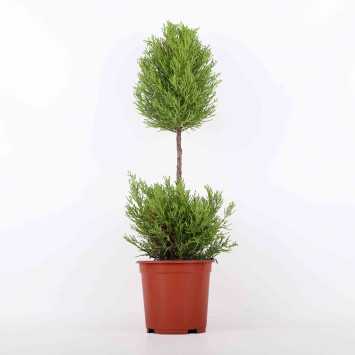 Cyprysik 'Goldcrest Wilma' DUO - 19 cm