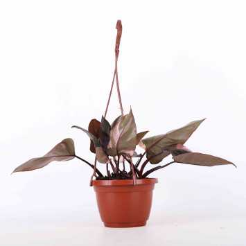 Philodendron 'Pink Princess' - 19 cm