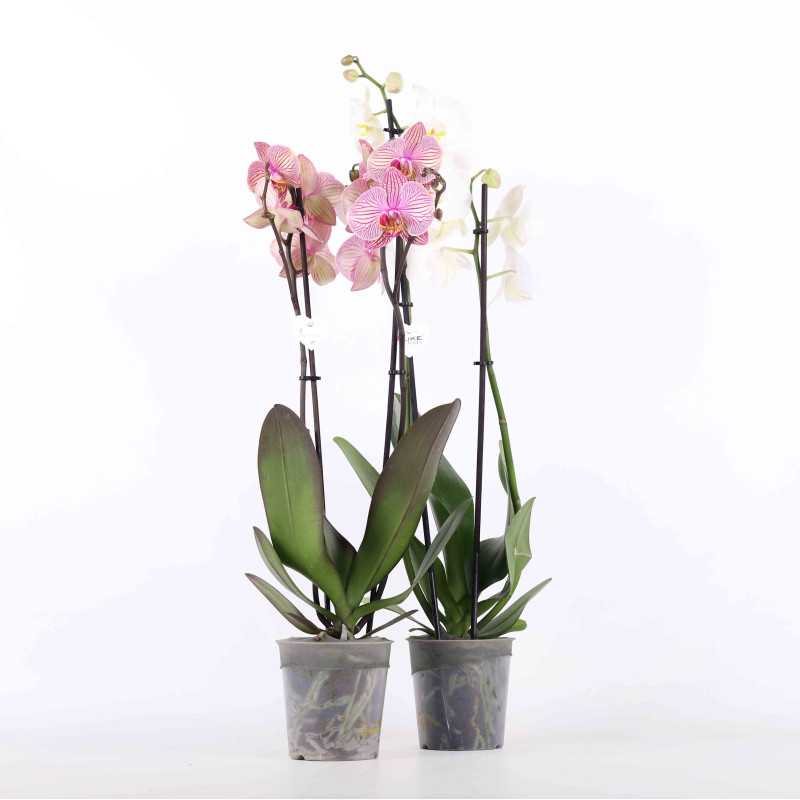 Storczyk (Phalaenopsis) MIX - śr.donicy: 12 cm