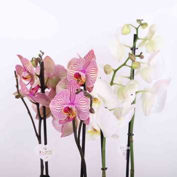 Storczyk (Phalaenopsis) MIX - śr.donicy: 12 cm