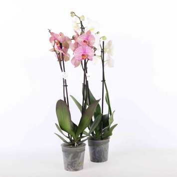 Storczyk (Phalaenopsis) MIX - śr.donicy: 12 cm