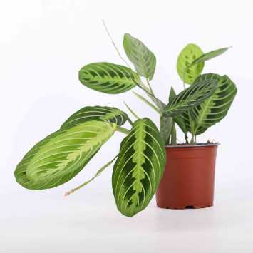 Maranta Lemon Lime - 12 cm 