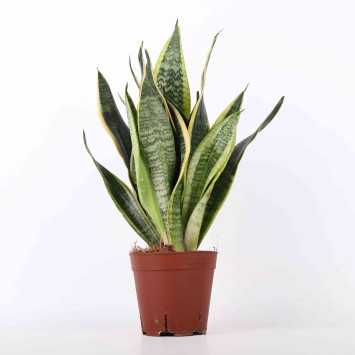 Sansewieria gwinejska (Sansevieria trifasciata 'Laurentii') - 14 cm