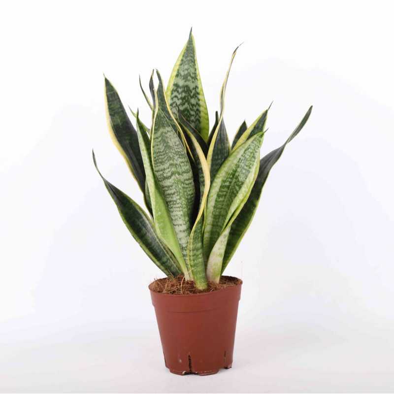 Sansewieria gwinejska (Sansevieria trifasciata 'Laurentii') - 14 cm Sansewieria gwinejska (Sansevieria trifasciata 'Laurentii') - 14 cm