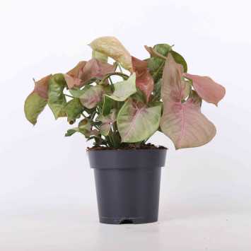 Zroślicha (Syngonium) - 14 cm