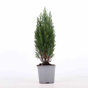 Cyprysik ( Cupressus Lawsona 'Ellwoodii') - 10 cm