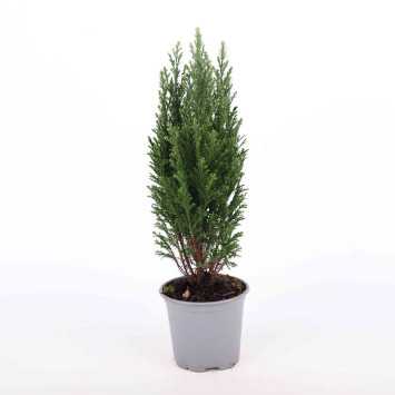 Cyprysik ( Cupressus Lawsona 'Ellwoodii') - 10 cm