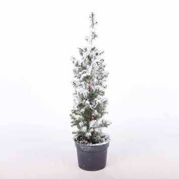 Cyprysik (Chamaecyparis) ośnieżony - 9 cm