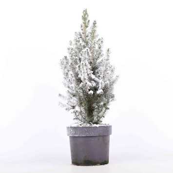 Świerk 'Conica' ośnieżony - 19 cm 