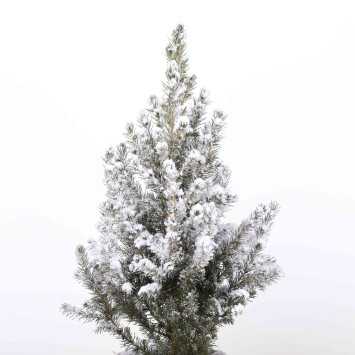 Świerk 'Conica' ośnieżony - 19 cm 