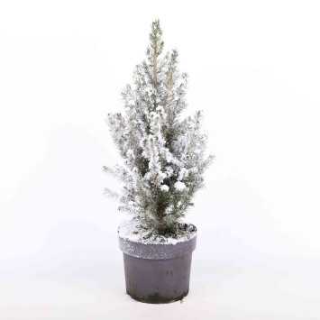 Świerk 'Conica' ośnieżony - 19 cm 