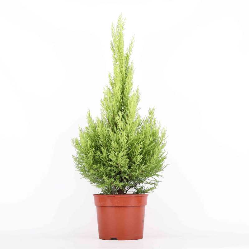 Cyprysik Gold Crest (Cupressus Macrocarpa) - śr. 23 cm