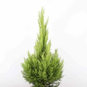 Cyprysik Gold Crest (Cupressus Macrocarpa) - śr. 23 cm