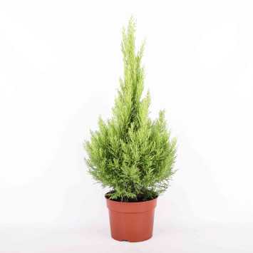 Cyprysik Gold Crest (Cupressus Macrocarpa) - śr. 23 cm
