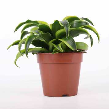 Dracena wonna (Dracaena fragrans) - 12 cm