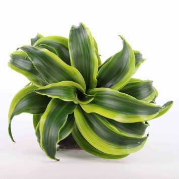 Dracena wonna (Dracaena fragrans) - 12 cm