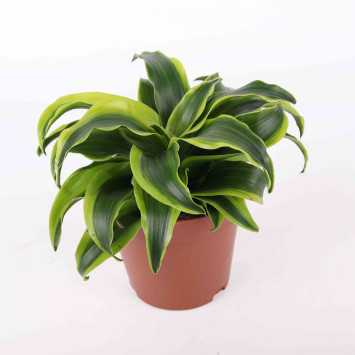 Dracena wonna (Dracaena fragrans) - 12 cm