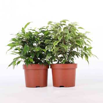 Fikus Kinky (Ficus benjamina) - śr.donicy: 12 cm