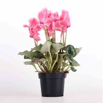 Cyklamen perski (Cyclamen persicum) - 12 cm 