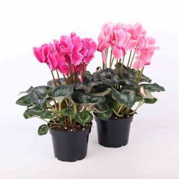 Cyklamen perski (Cyclamen persicum) - 12 cm 