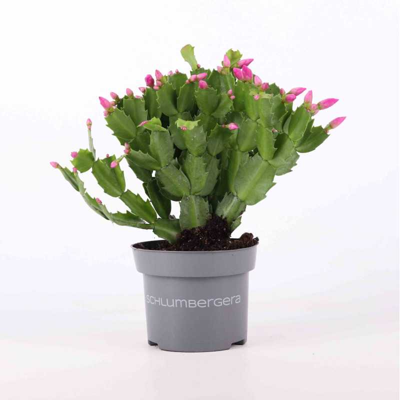 Grudnik (Schlumbergera truncata)