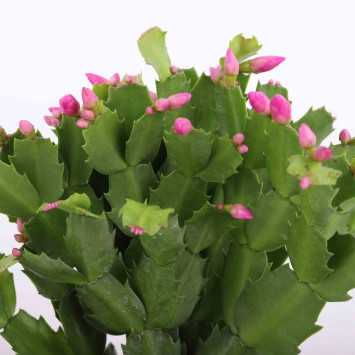 Grudnik (Schlumbergera truncata)