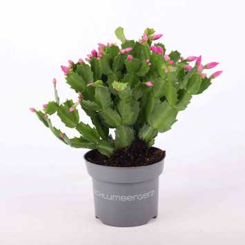 Grudnik (Schlumbergera truncata)