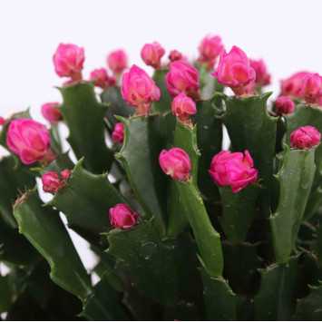 Grudnik (Schlumbergera truncata) - śr. 11 cm