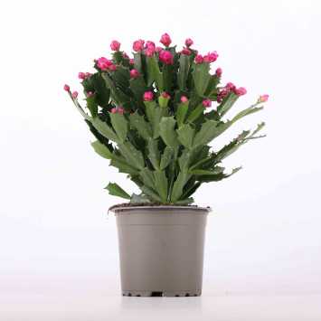 Grudnik (Schlumbergera truncata) - śr. 11 cm