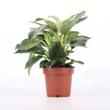 Philodendron 'Green Princess' (Filodendron) - średnica: 12 cm