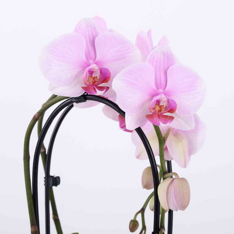 Falenopsis Ambiance (Phalaenopsis ) -12 cm