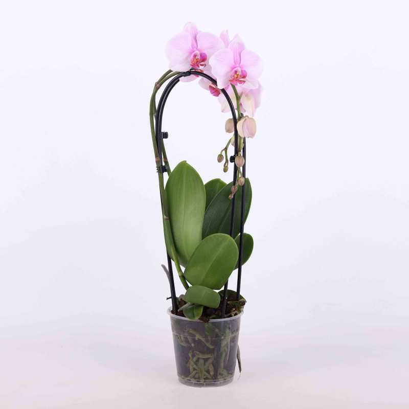 Falenopsis Ambiance (Phalaenopsis ) -12 cm