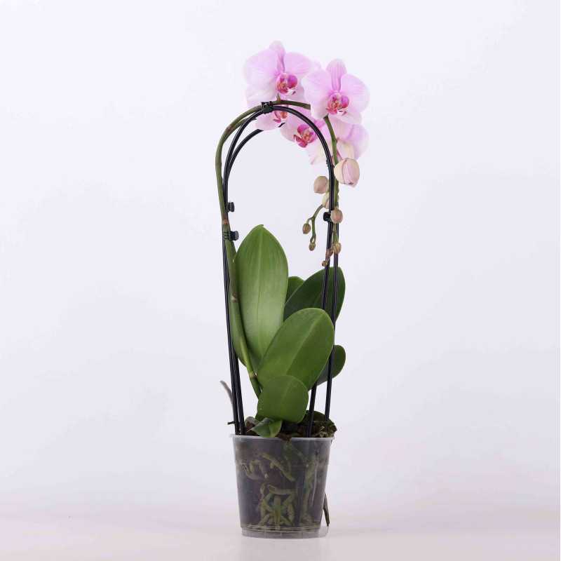 Falenopsis Ambiance (Phalaenopsis ) -12 cm