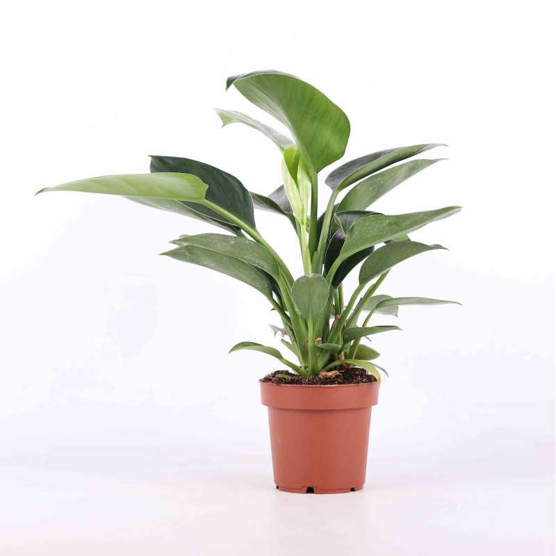 Philodendron imperial Green (Filodendron Czerwieniejący)