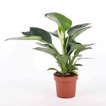 Philodendron imperial Green (Filodendron Czerwieniejący)